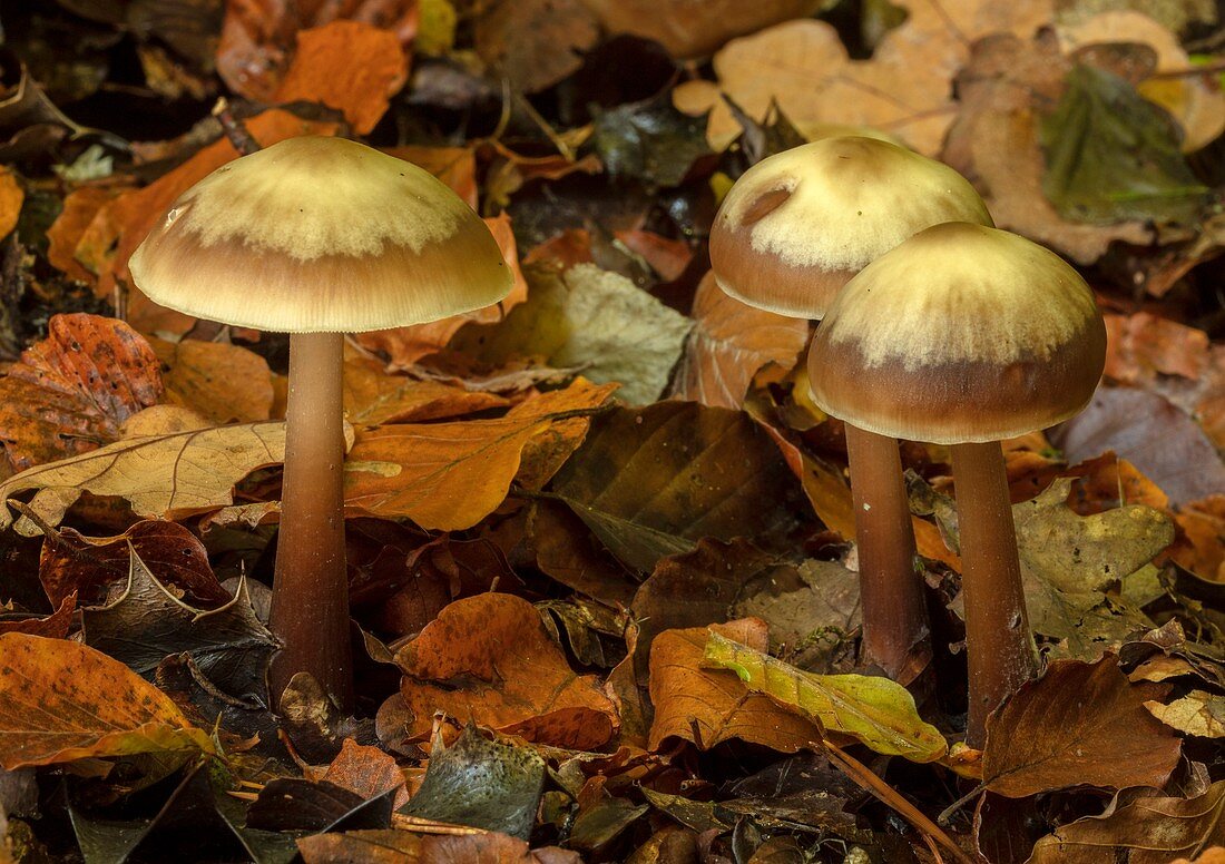 Butter cap fungi