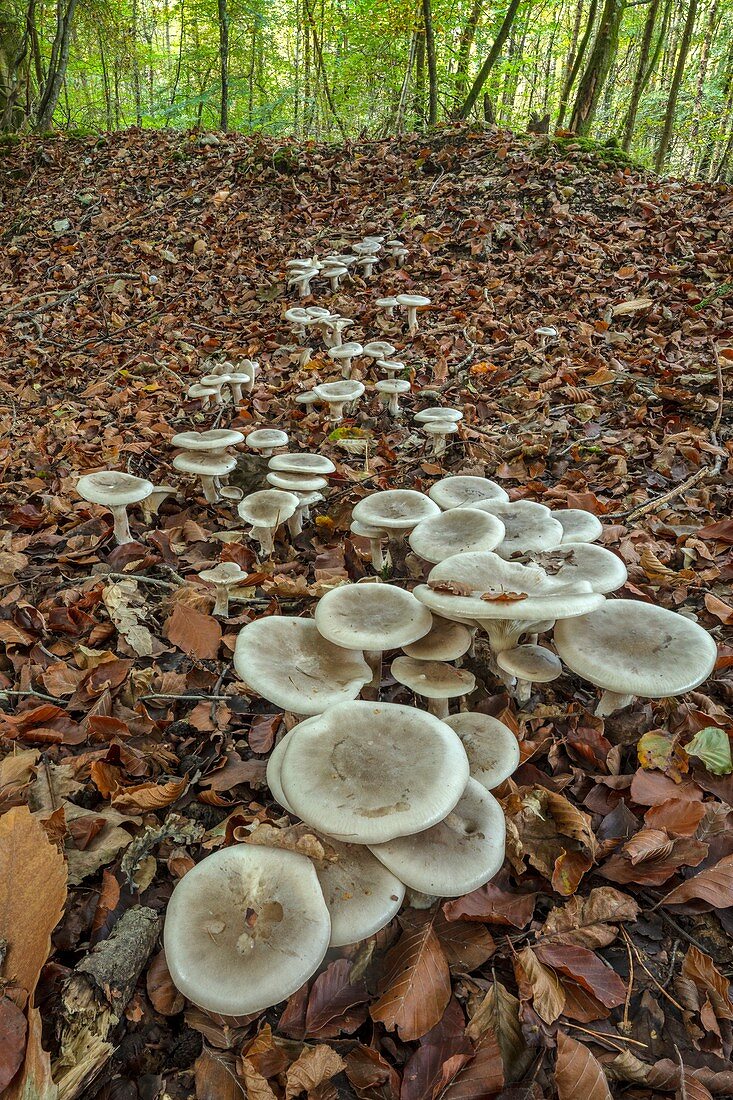 Clouded agari fungi