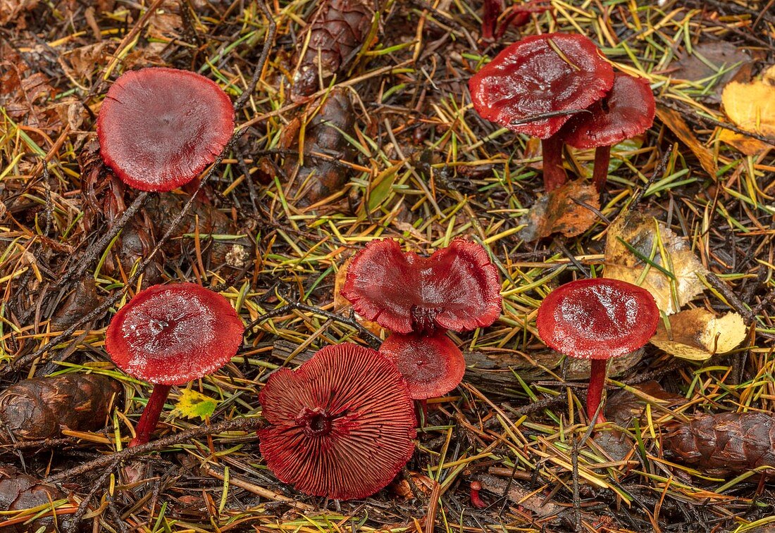 Blood red webcap