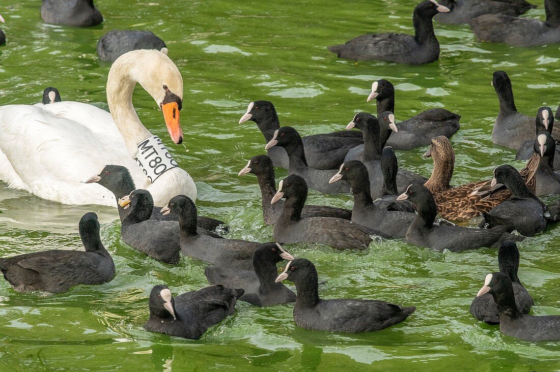 Birds feeding on bread