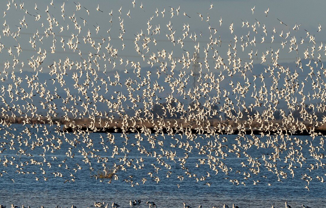 Flock of dunlin