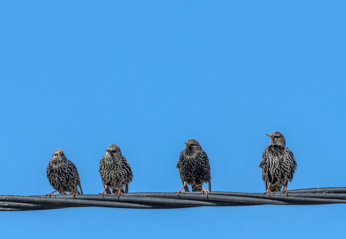 Starlings on telephone wire