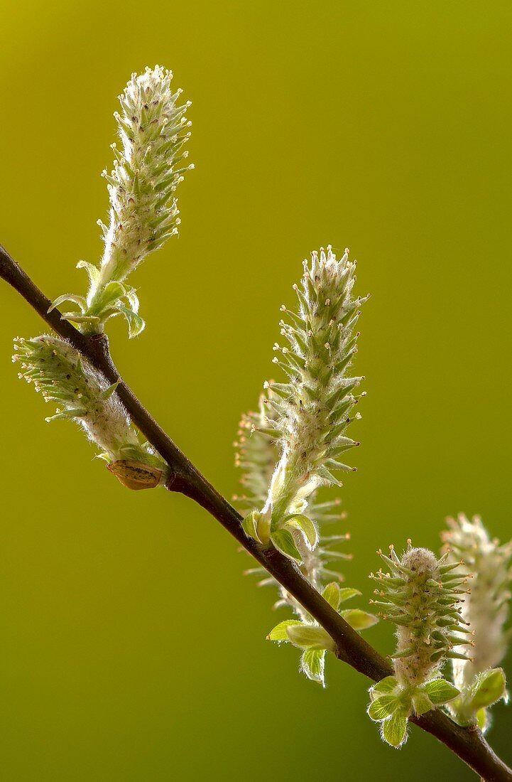 Female catkins of grey willow (Salix cinerea)