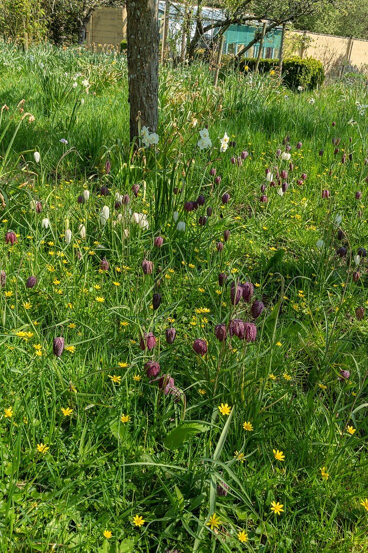 Snake's head fritallaries (Fritillaria meleagris)