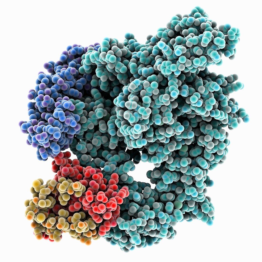 SARS-CoV-2 RNA polymerase complex, molecular model