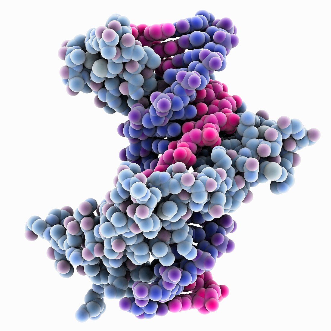 Blunt DNA complexed with zinc finger protein, molecular model