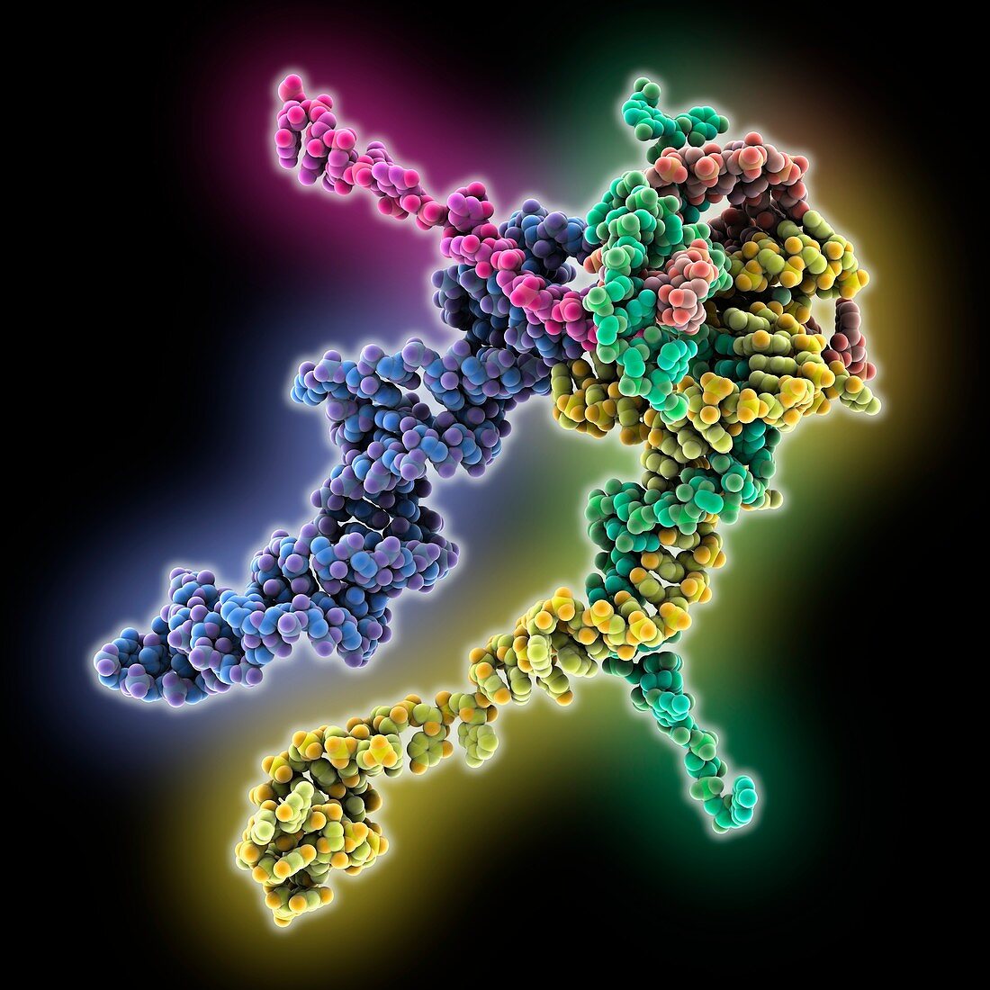 Human spliceosome, nucleic acids only, molecular model
