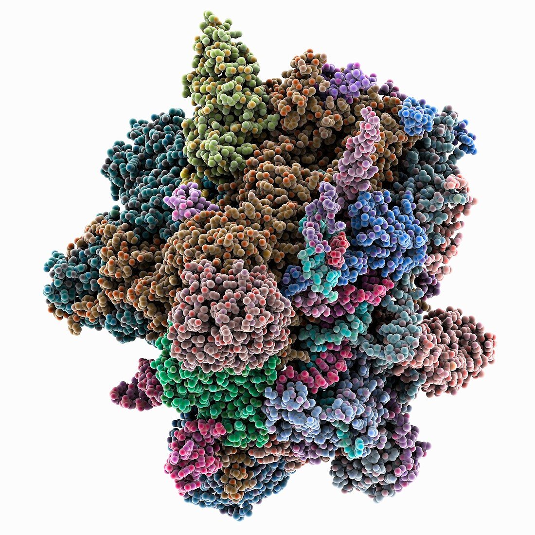 Human C complex spliceosome, molecular model
