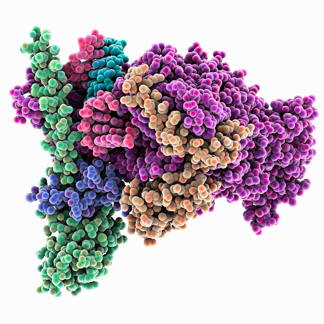 COVID-19 RNA polymerase complex, molecular model