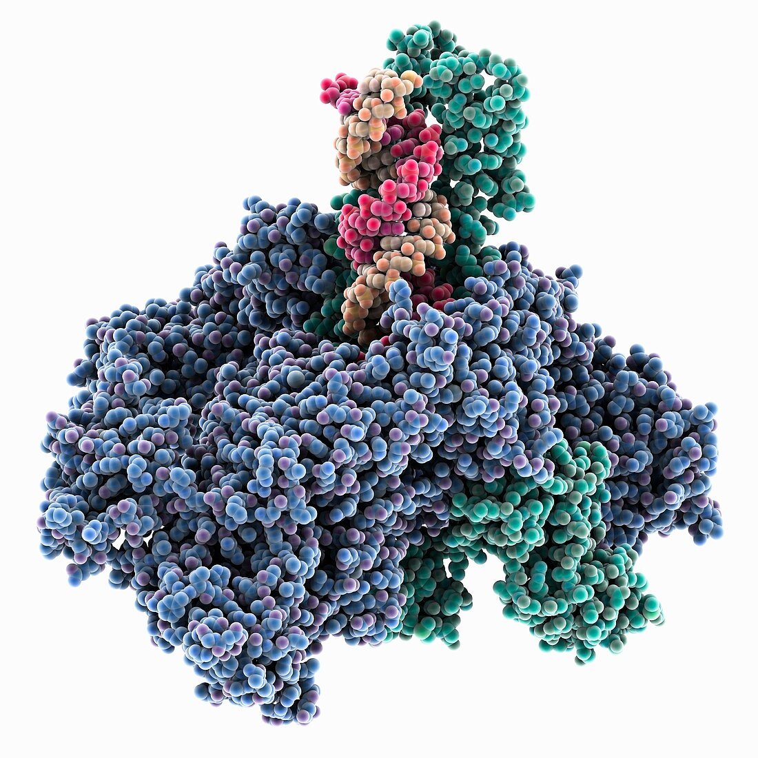 SARS-CoV-2 replication and transcription, molecular model