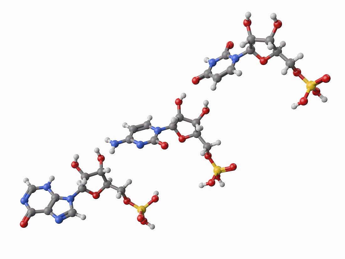 Rintatolimod molecules, illustration