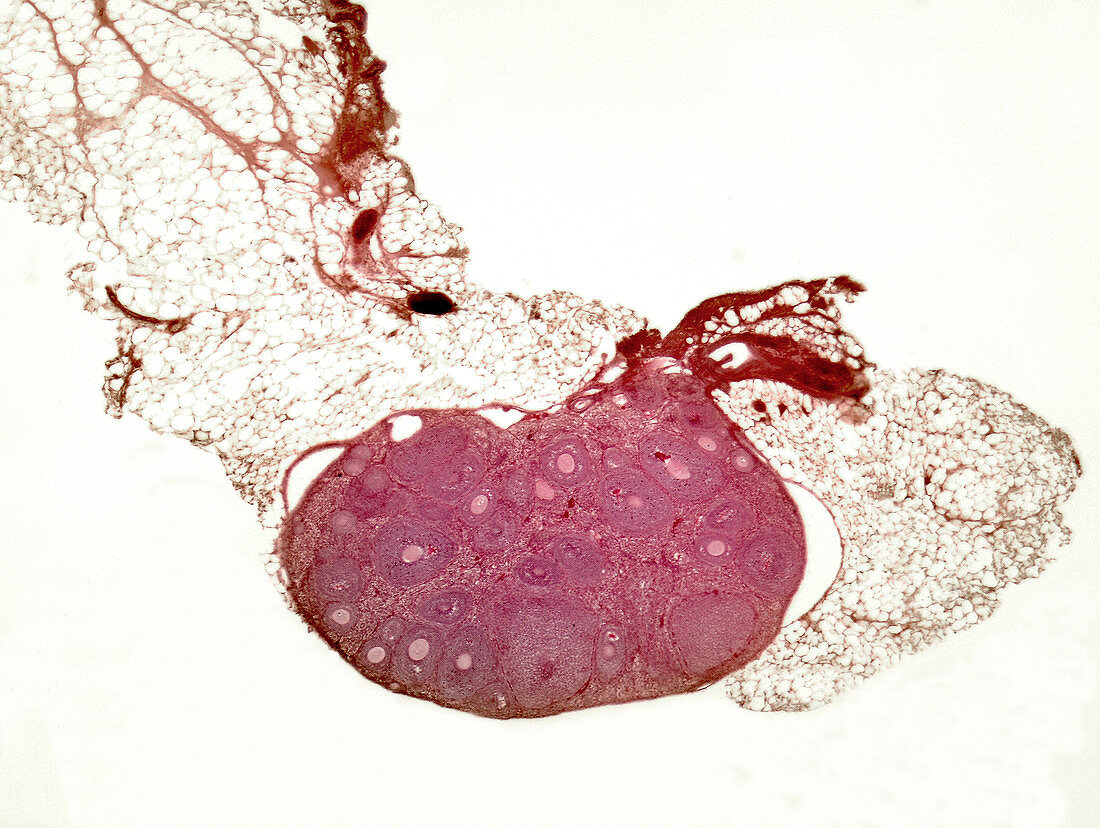 Ovary of cat, light micrograph