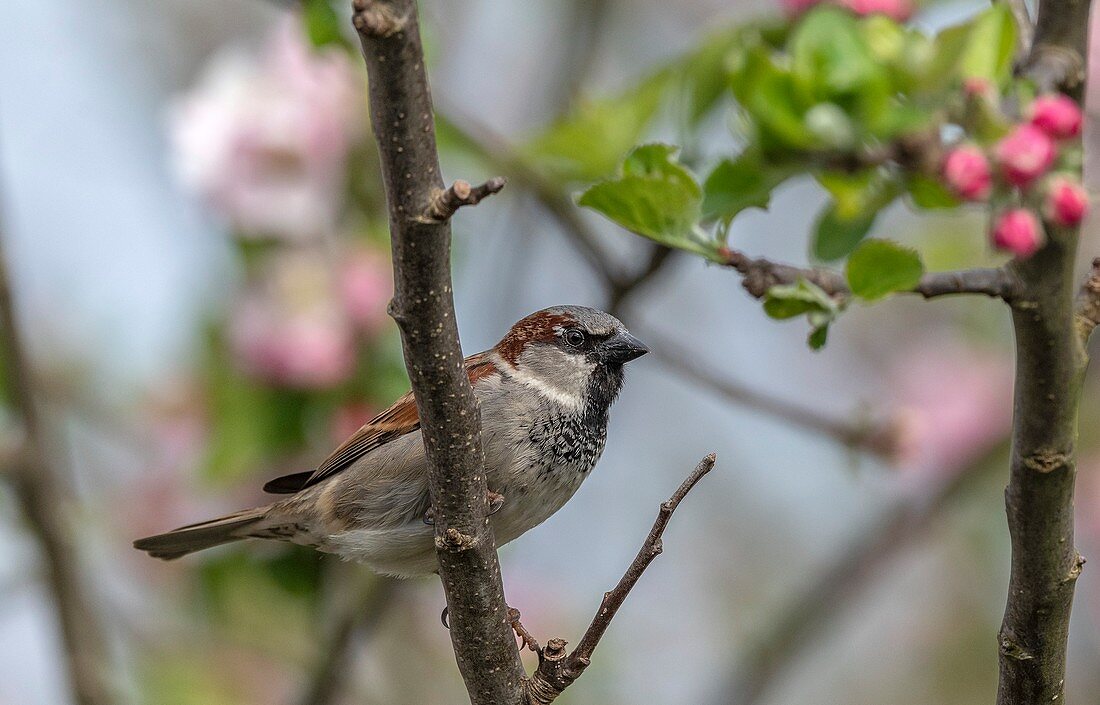 Male house sparrow
