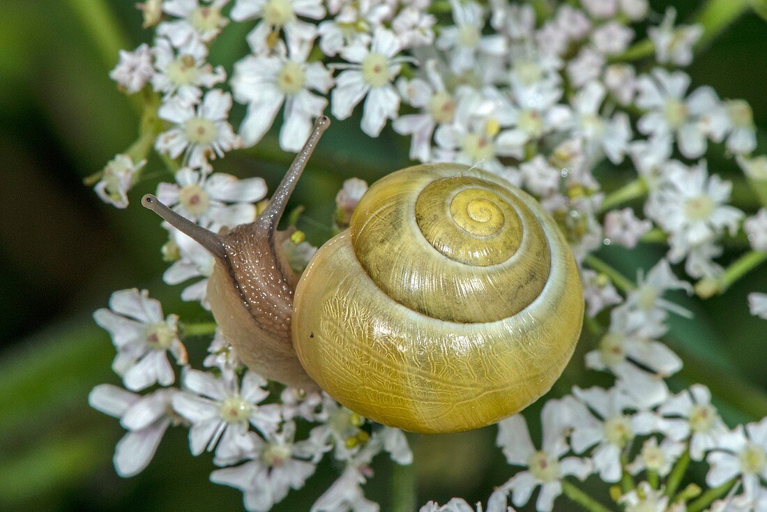 White-lipped snail