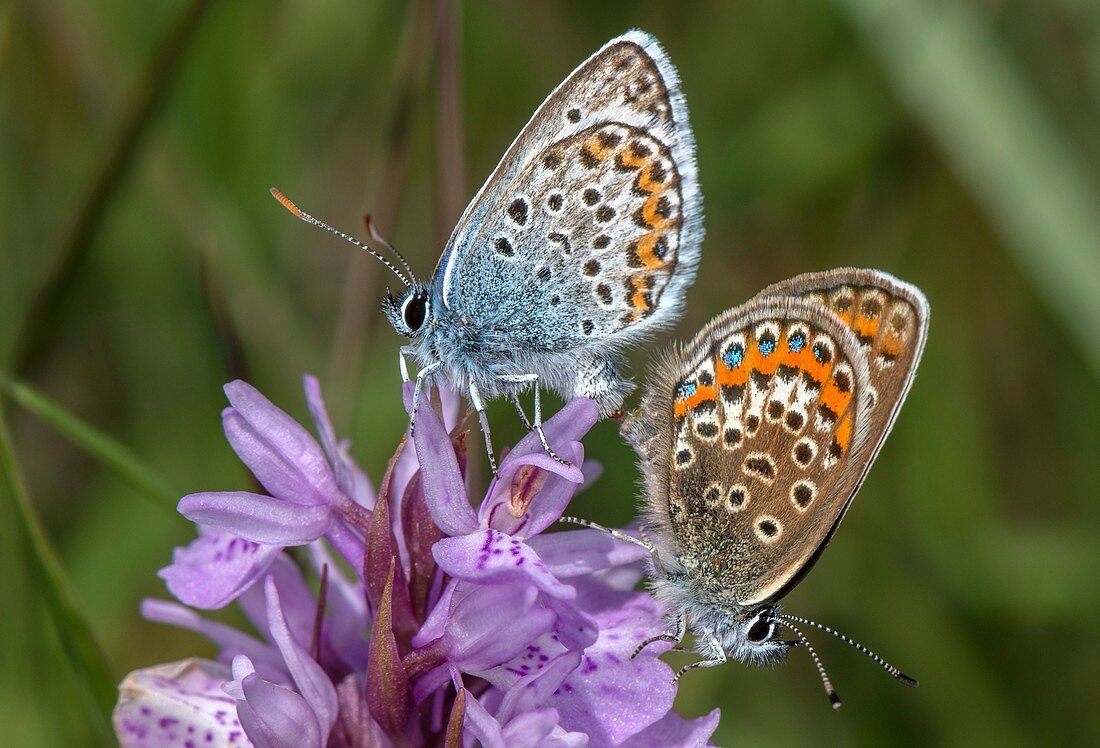 Mating pair of silver-studded blue butterflies