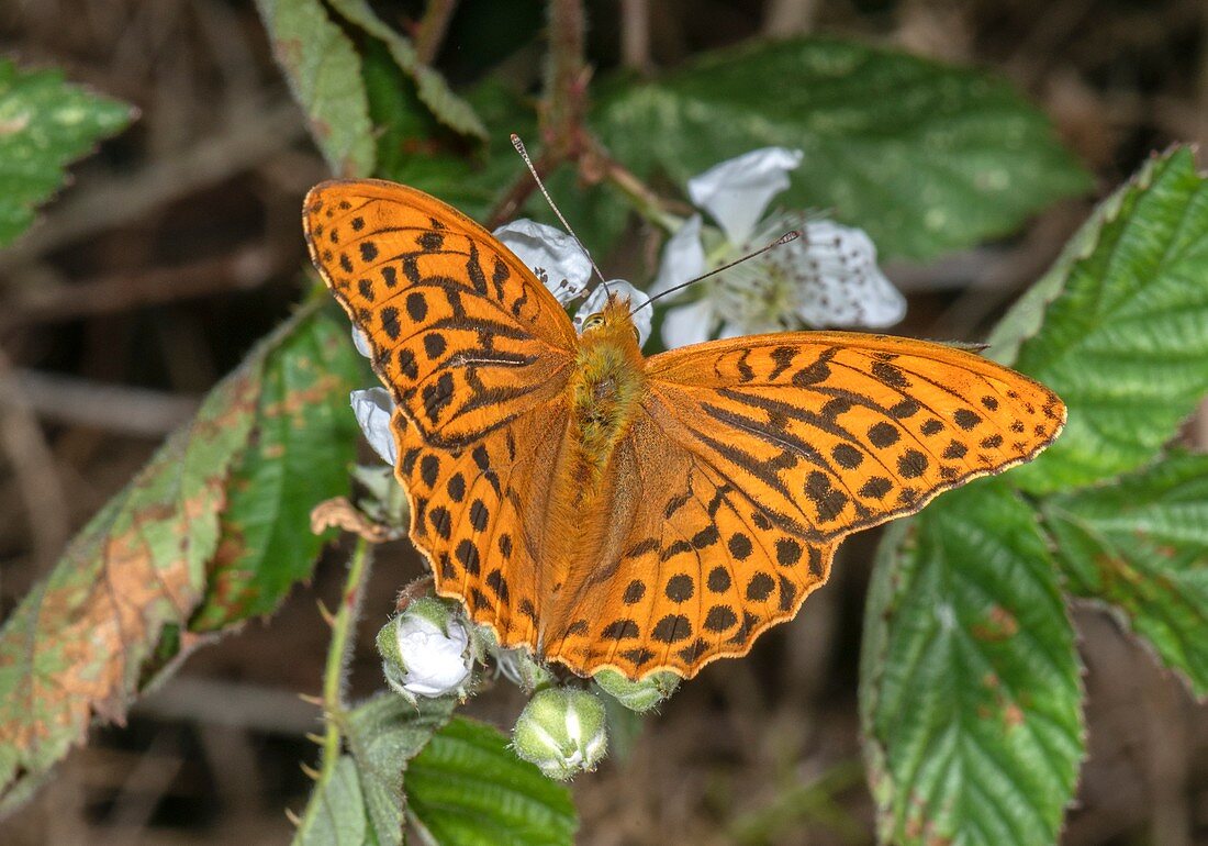 Male silver-washed fritillary butterfly