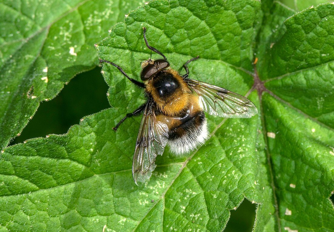 Bumblebee hoverfly