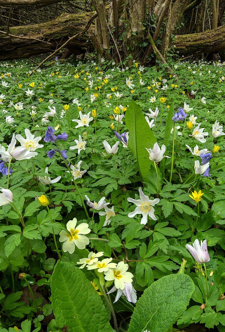 Spring flowers in coppiced hazel woodland