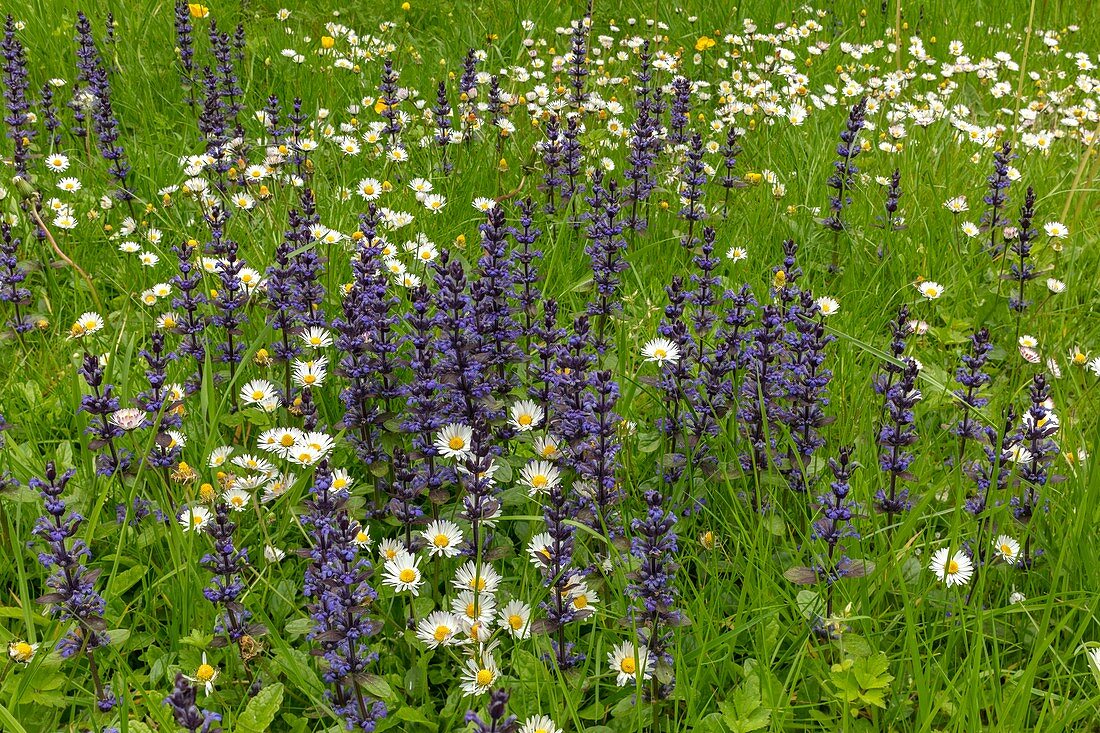 Mown grassland with flowers