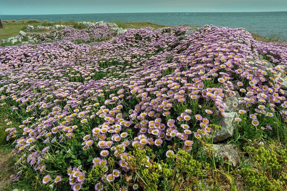 Seaside daisy (Erigeron glaucus)