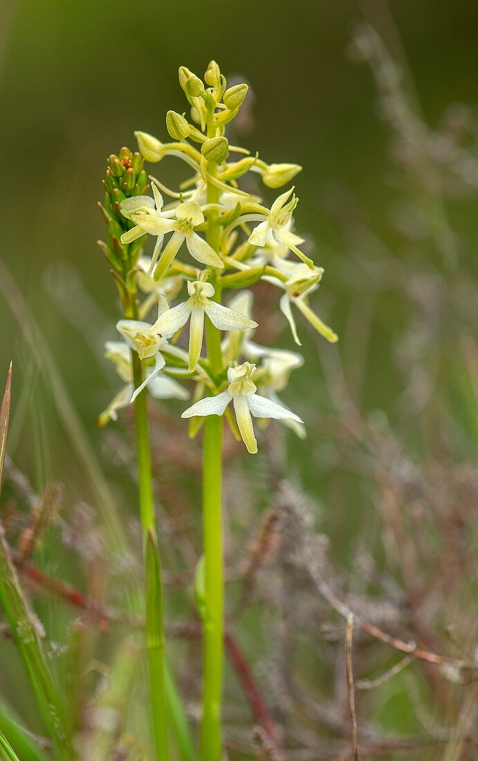 Lesser butterfly-orchid (Platanthera bifolia)