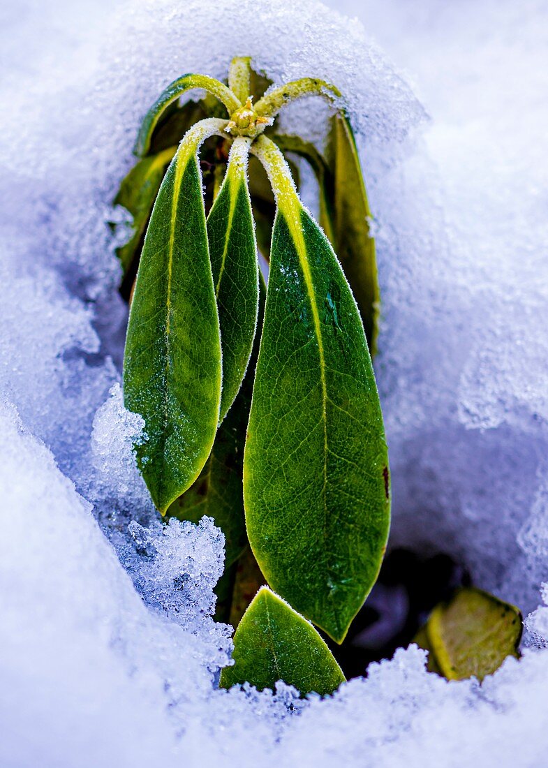 Rhododendron in snow