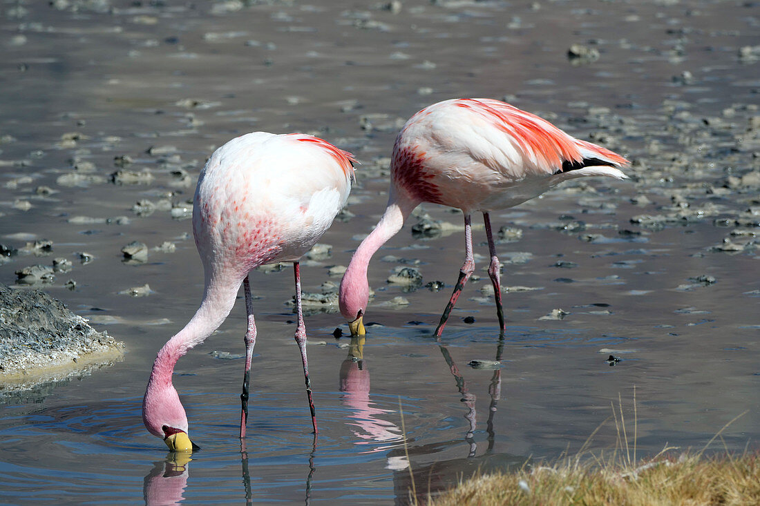 Jamesâ€™s flamingos feeding on Laguna Charcota