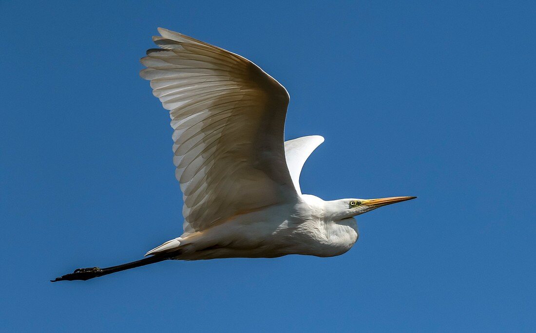 Great egret