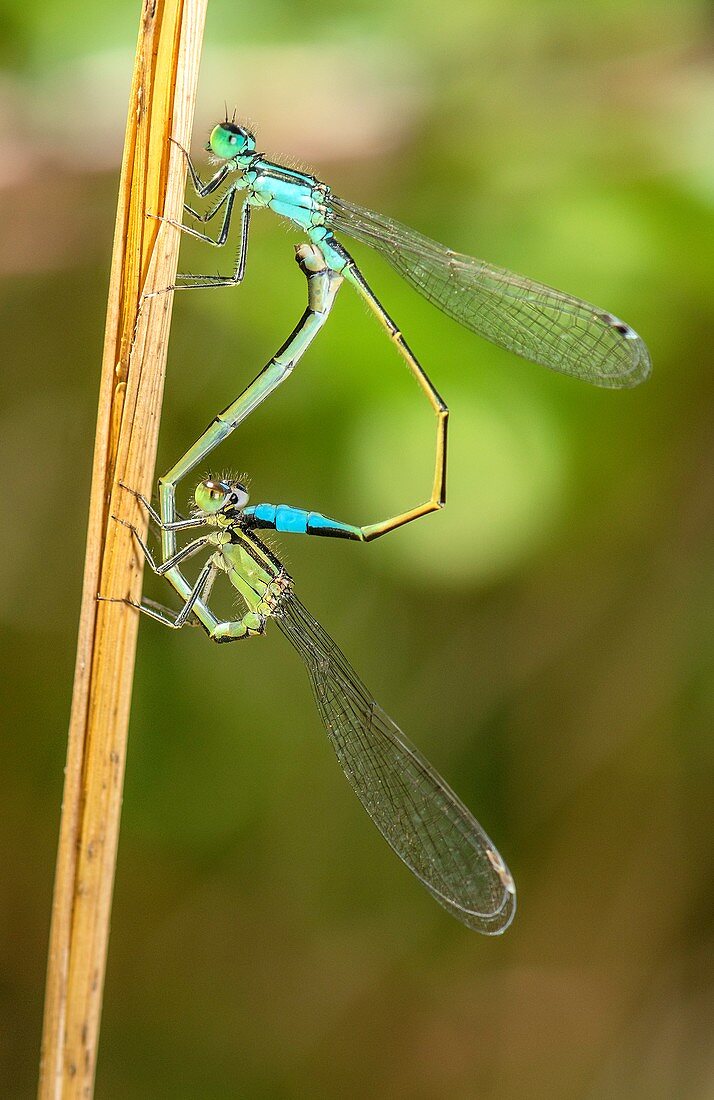 Mating pair of blue-tailed damselflies