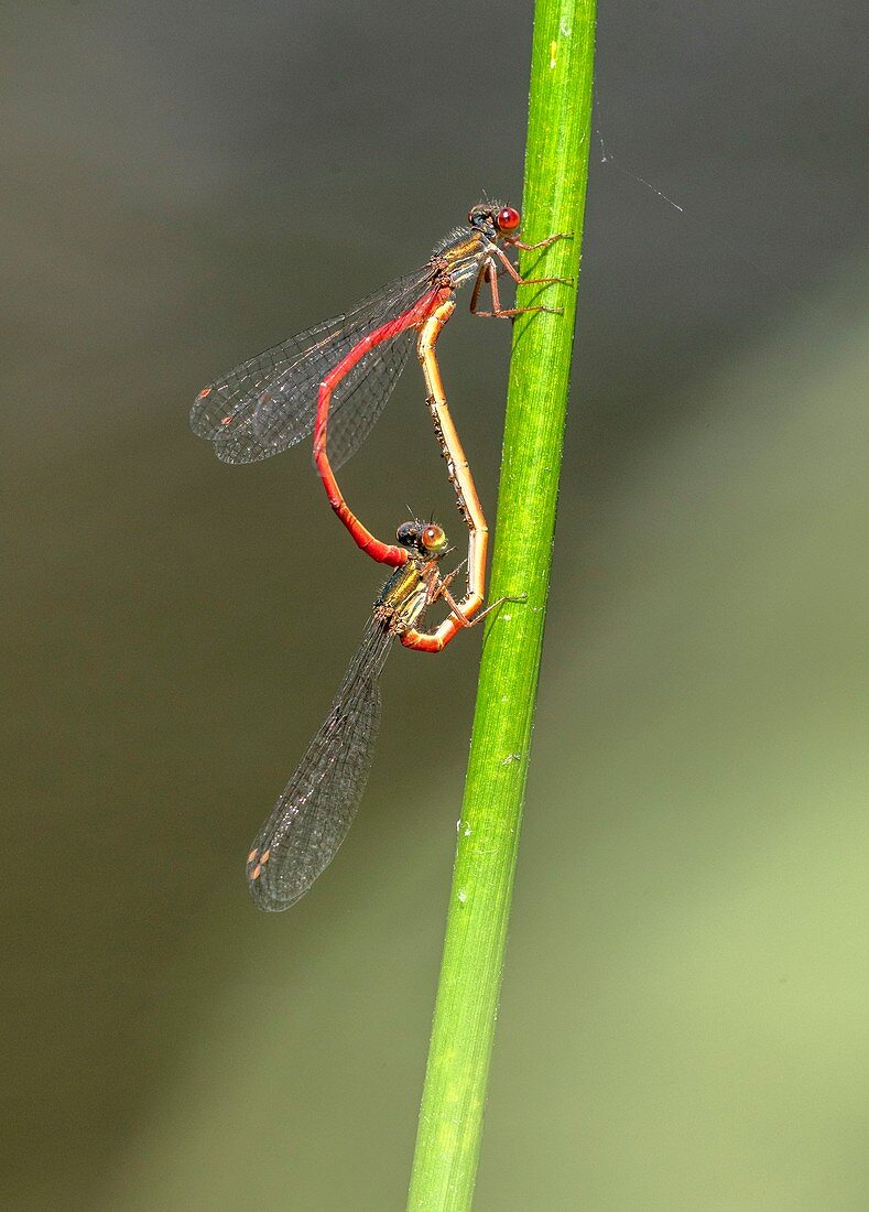 Mating pair of small red damselfly