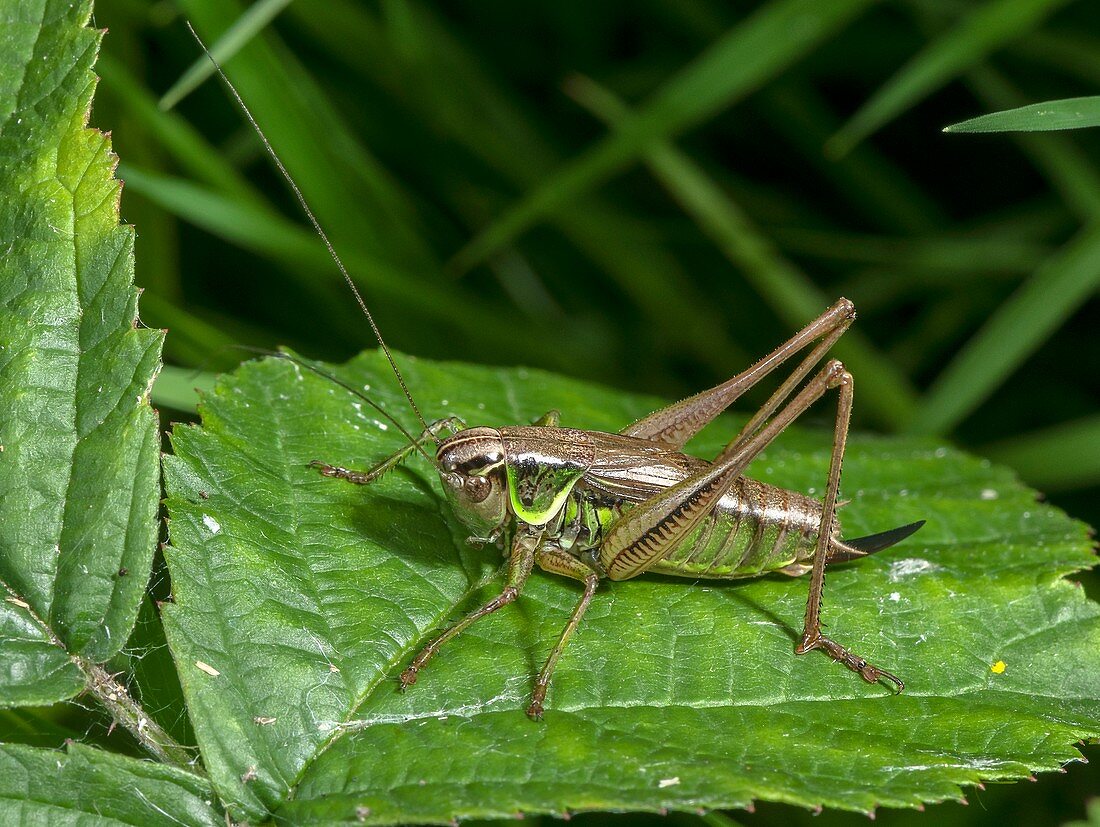 Female Roesel's bush-cricket