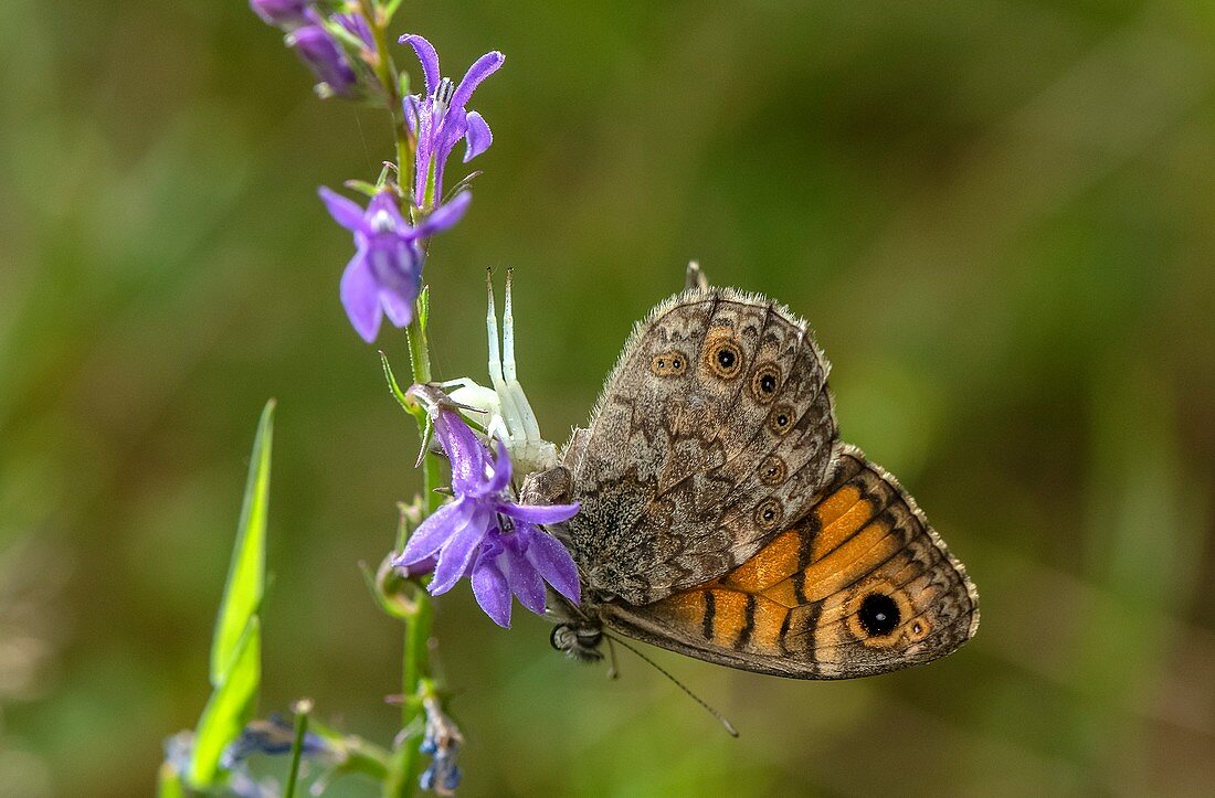 Crab spider with wall brown butterfly on heath lobelia