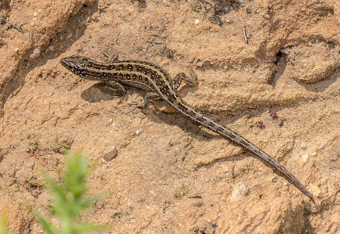 Female sand lizard