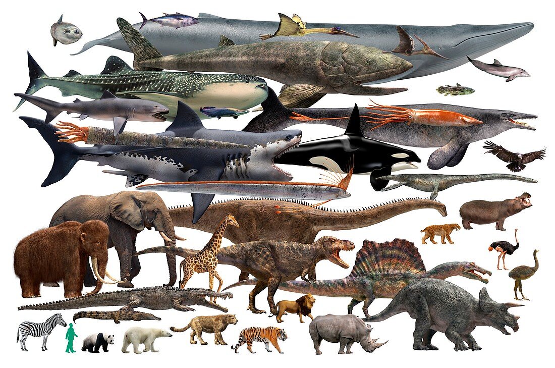 Size comparison of various animals and a human, illustration
