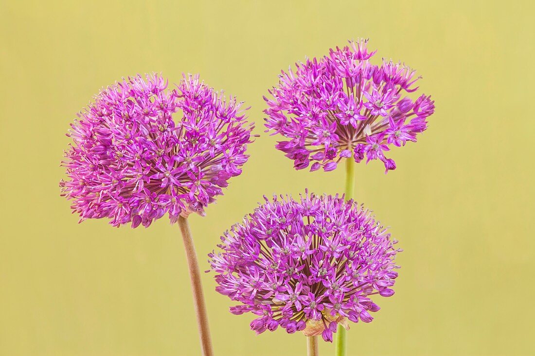 Persian onion (Allium hollandicum ' Purple Sensation')