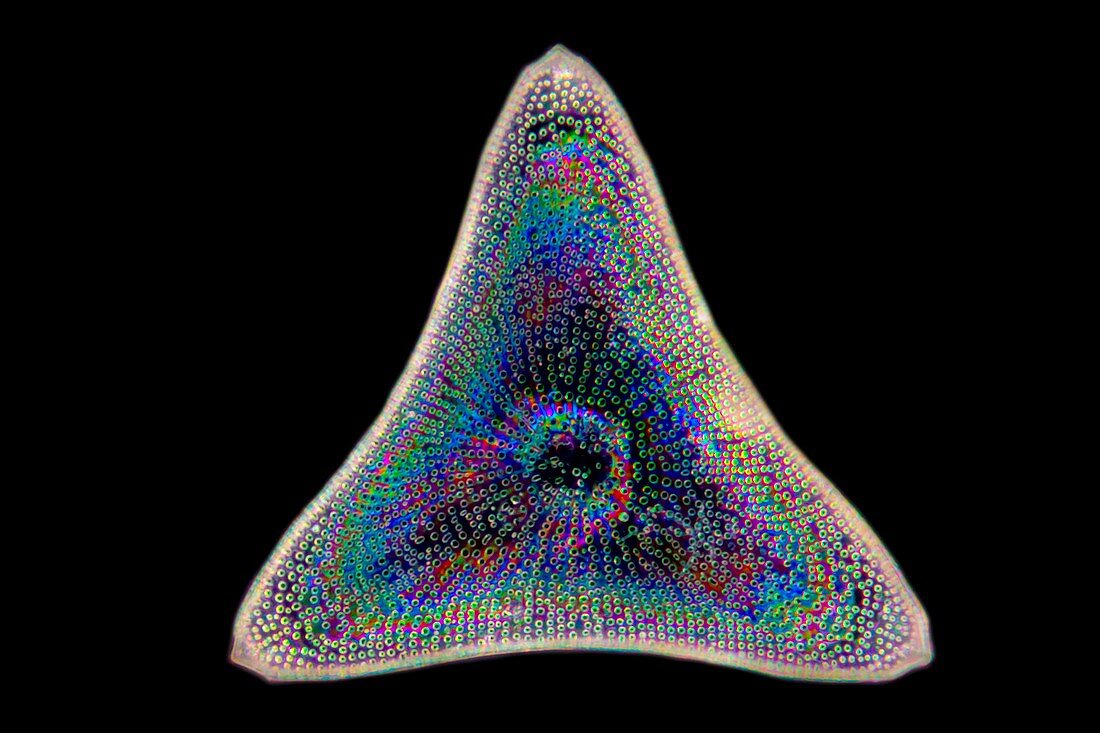 Diatom fossil, light micrograph