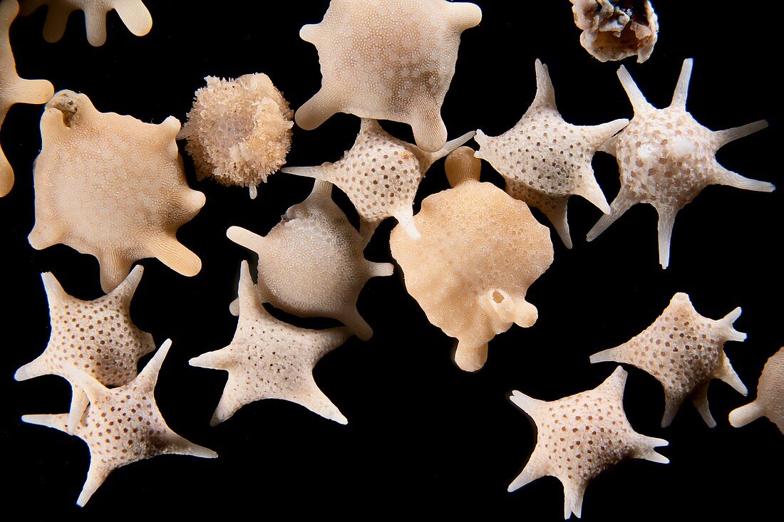 Foraminiferan shells, macrophotograph