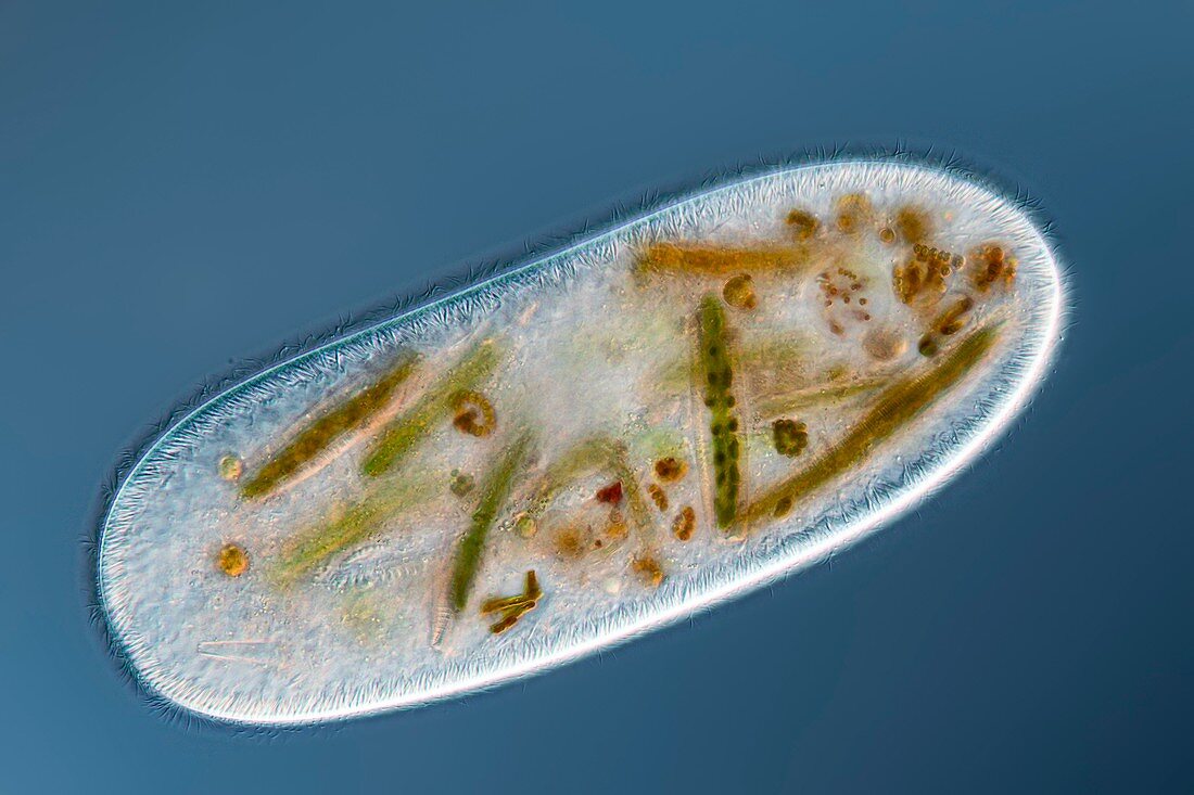 Frontonia protist, light micrograph