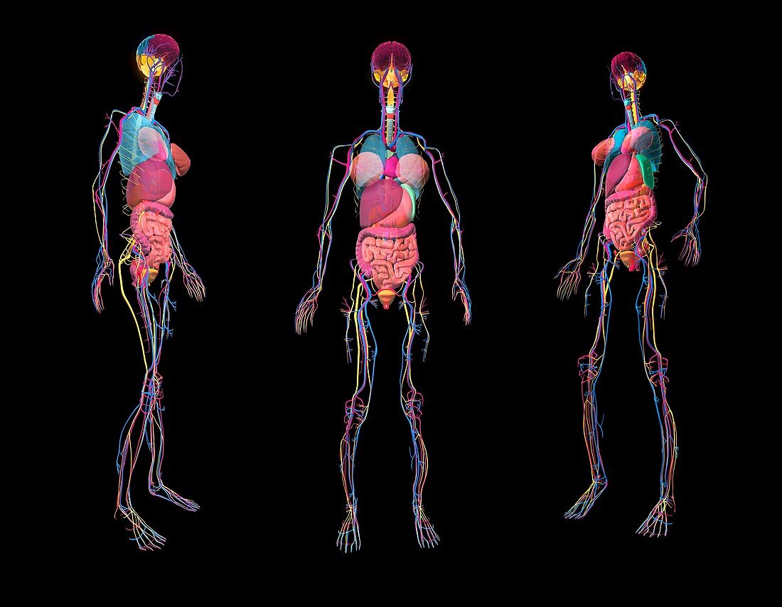 Human anatomy, 3D illustration