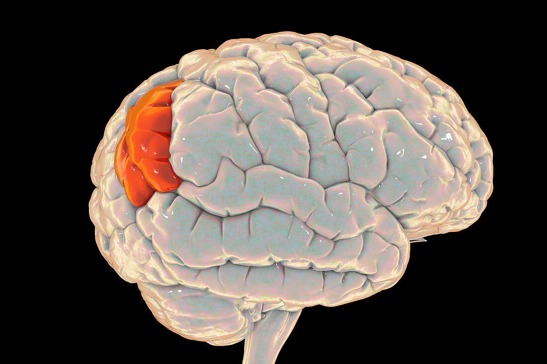 Human brain with highlighted angular gyrus, illustration