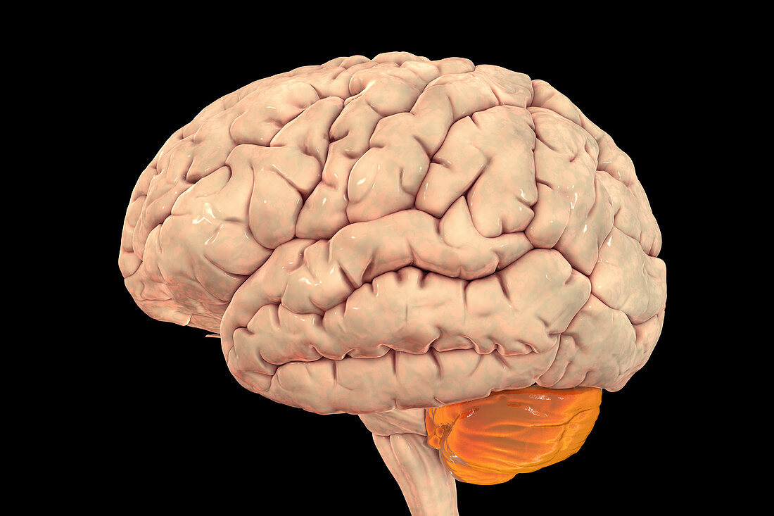 Human Brain With Highlighted Cerebellum Bild Kaufen 13404756 Science Photo Library 3167