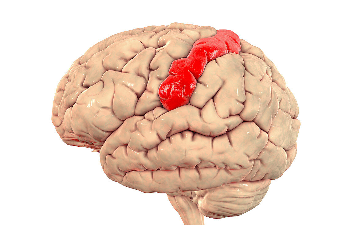 Human brain with highlighted postcentral gyrus, illustration