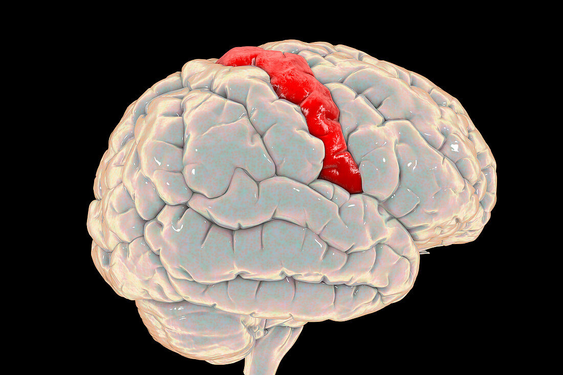 Human brain with highlighted precentral gyrus, illustration