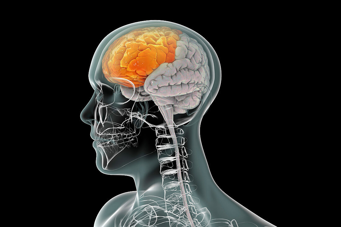 Human brain with highlighted frontal lobe, illustration