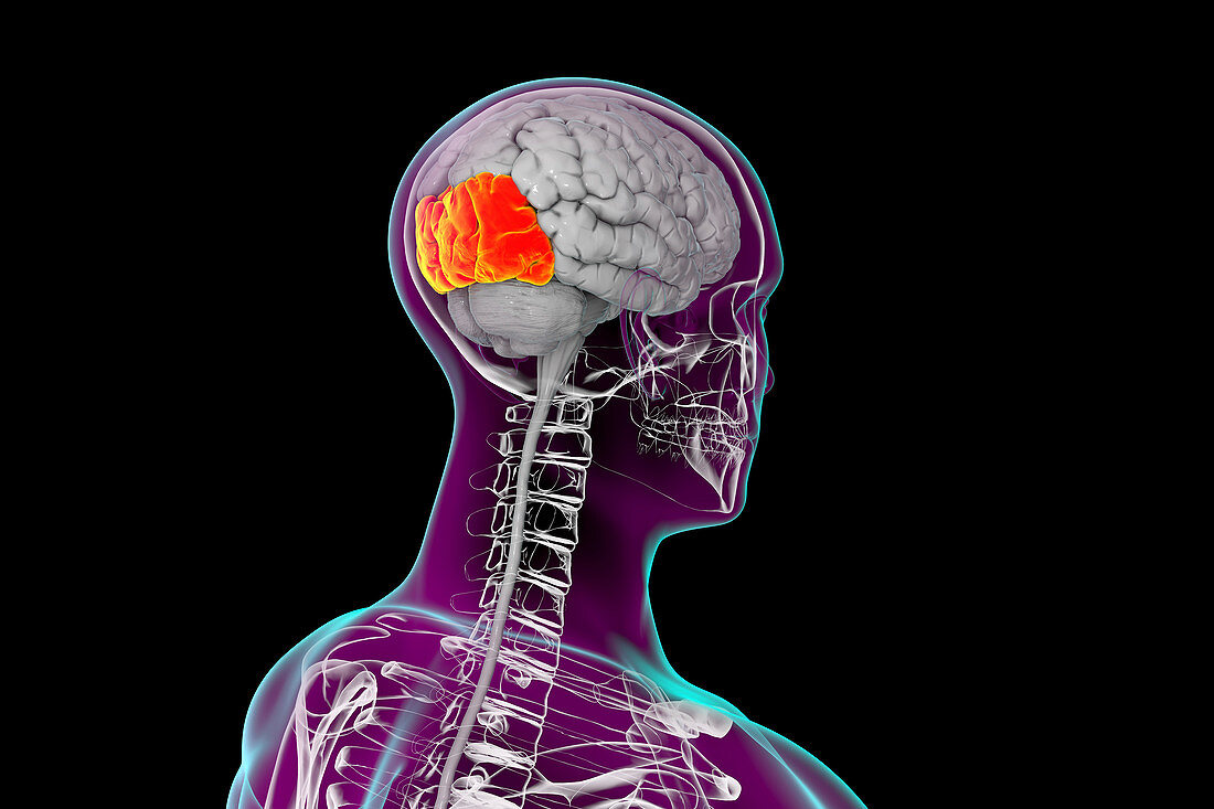 Human brain with highlighted occipital lobes, illustration
