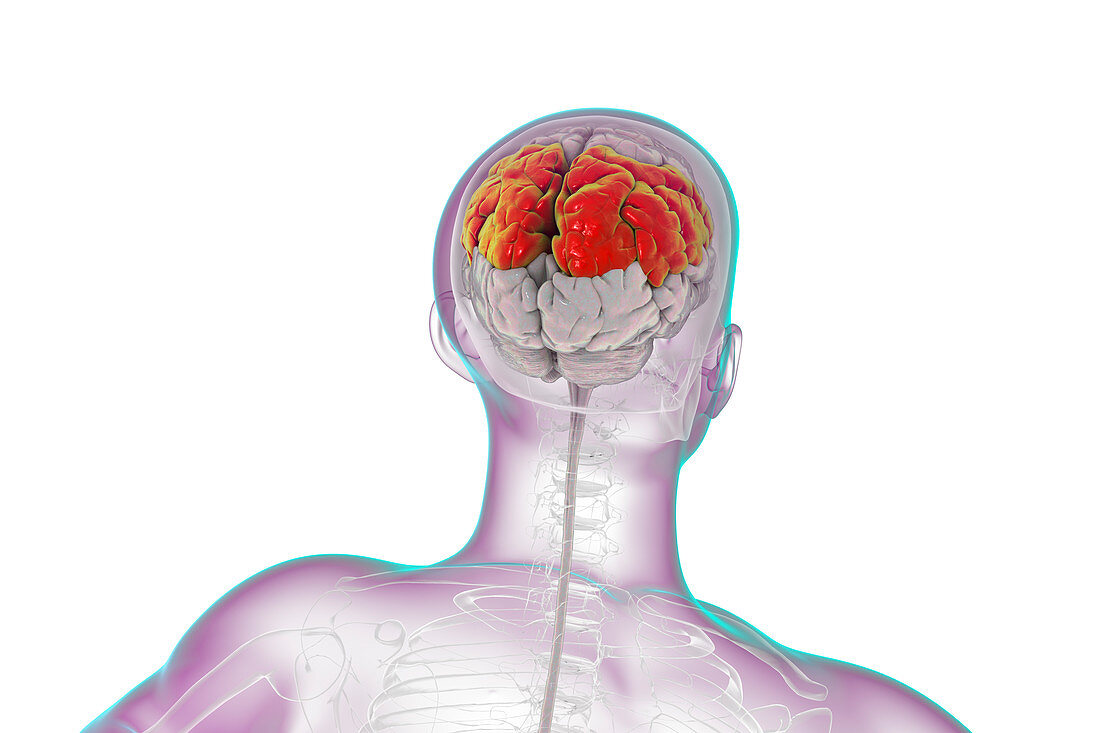 Human brain with highlighted parietal lobe, illustration