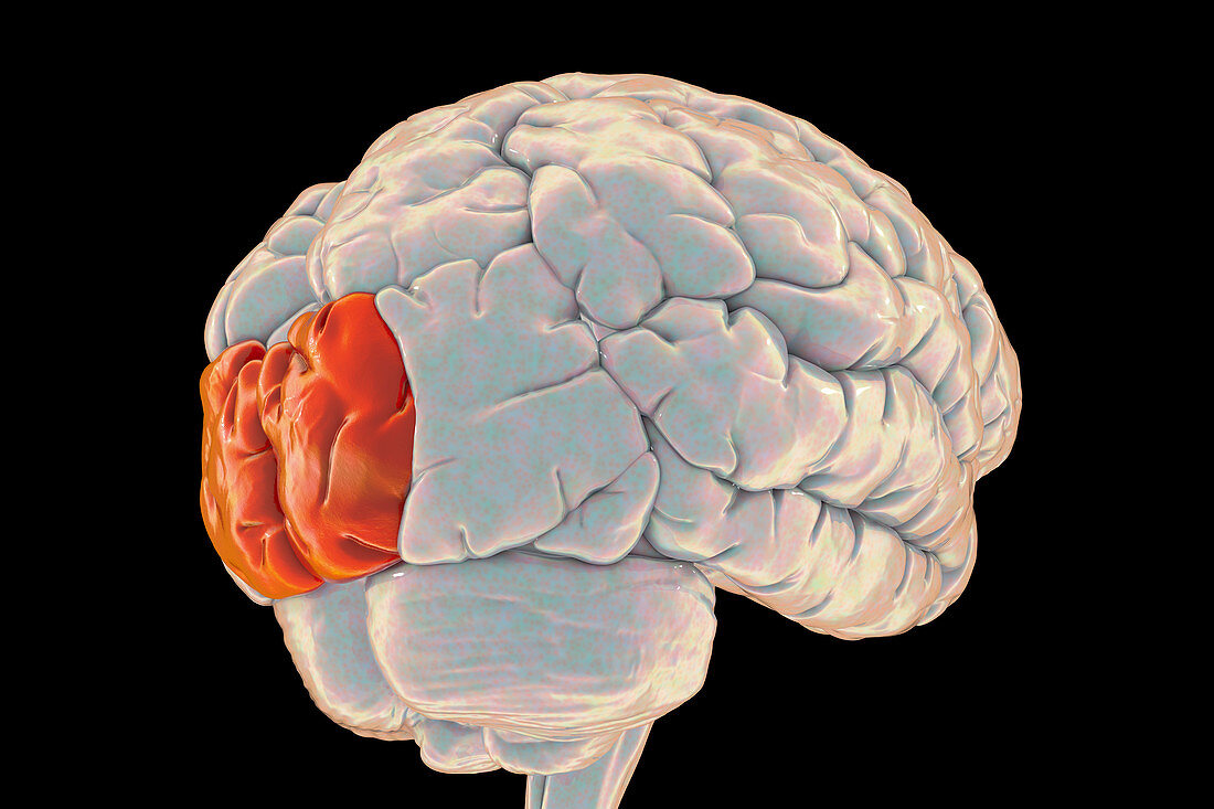 Brain highlighting superior occipital gyrus, illustration
