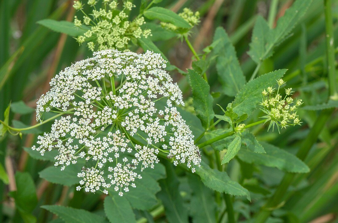 Umbel of greater water-parsnip (Sium latifolium)