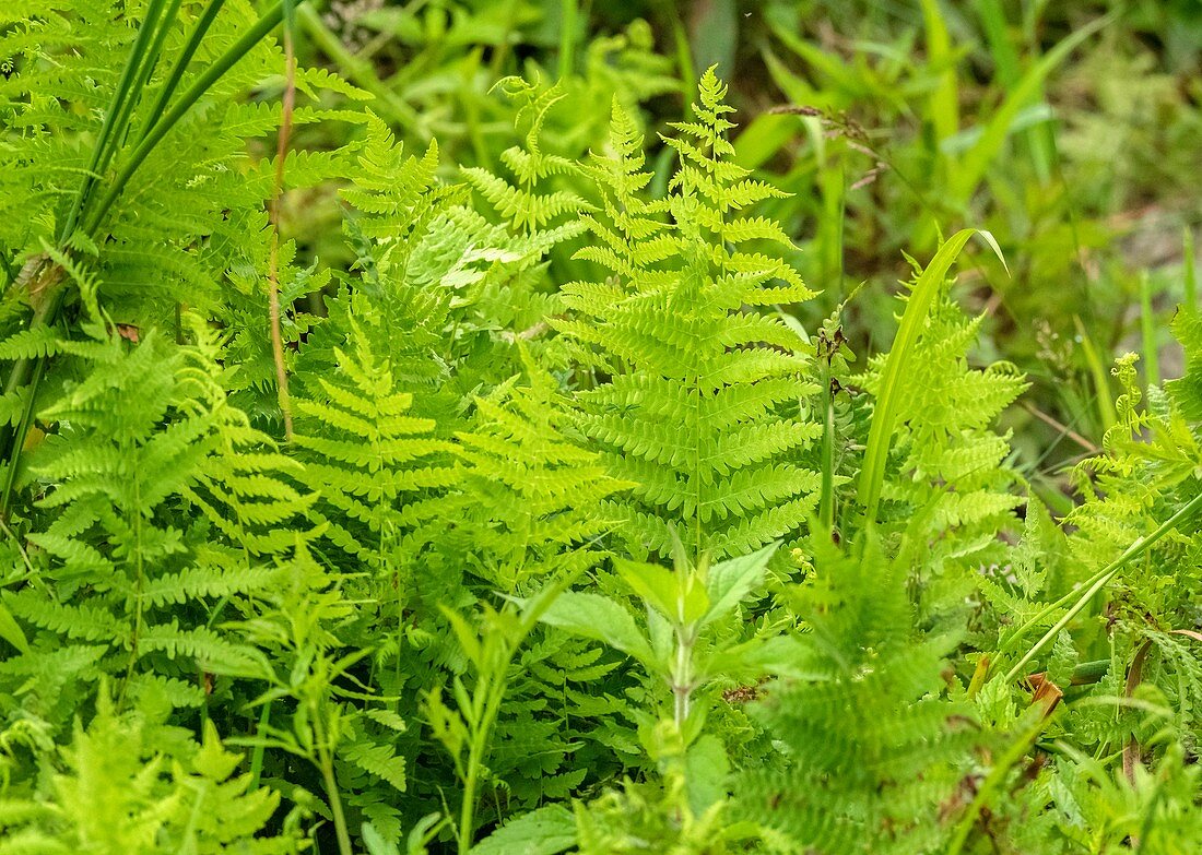 Marsh fern (Thelypteris palustris)
