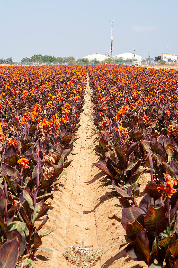 Flower farming, Israel